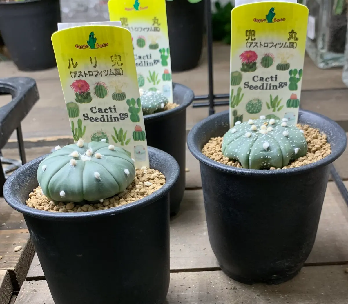 皆さま、教えてください。ホームセンターでアストロフィツム｜園芸