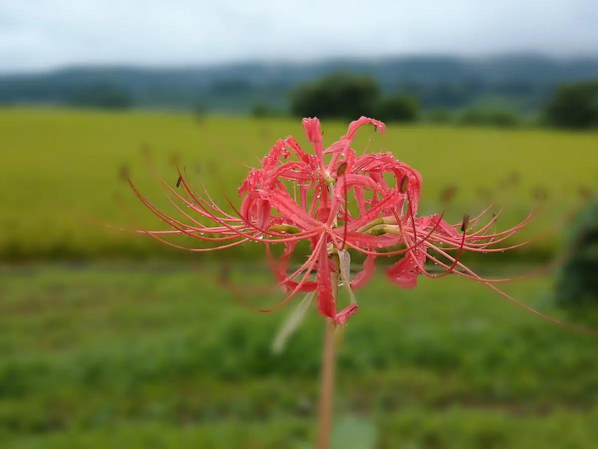 田んぼの土手に咲いてる花です。私は彼岸花と思っていたのです