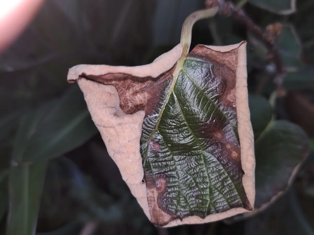キウイの葉が、写真の様に外側が丸まってきて、茶色に変色して 