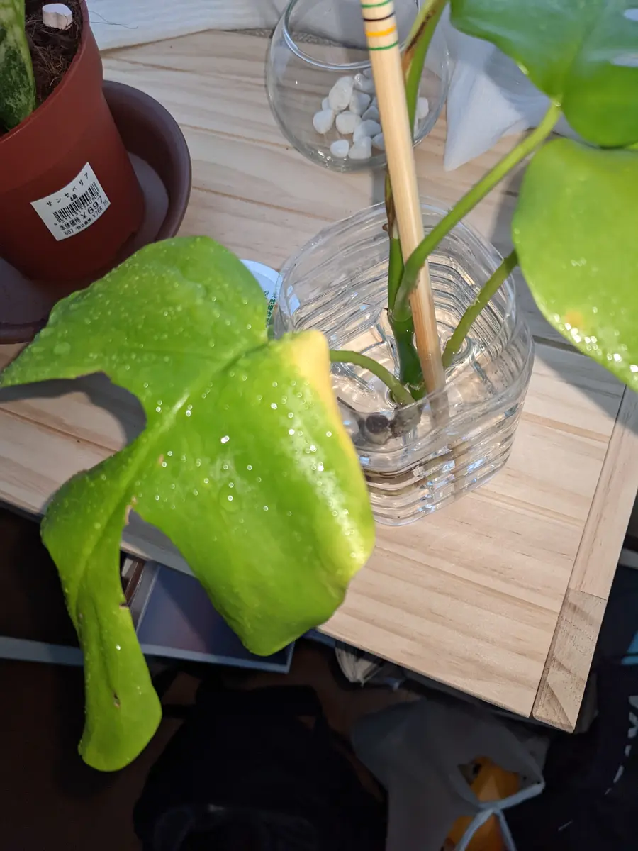 モンステラ 大葉 水栽培中 大葉を育てるなら水耕栽培がおすすめ