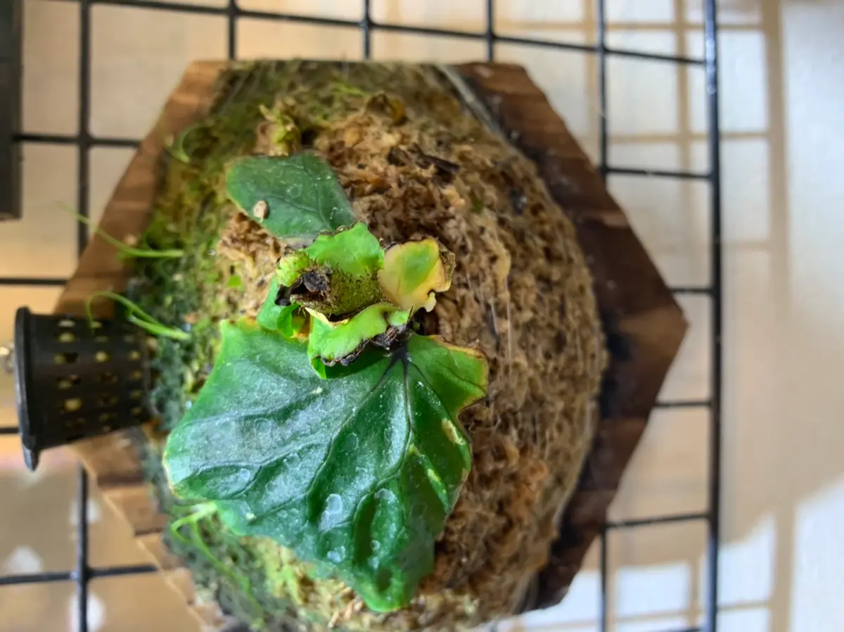 ビカクシダ問い合わせ用 ビカクシダを育て始めて、1年のビギナーです。ビカクシダを｜園芸