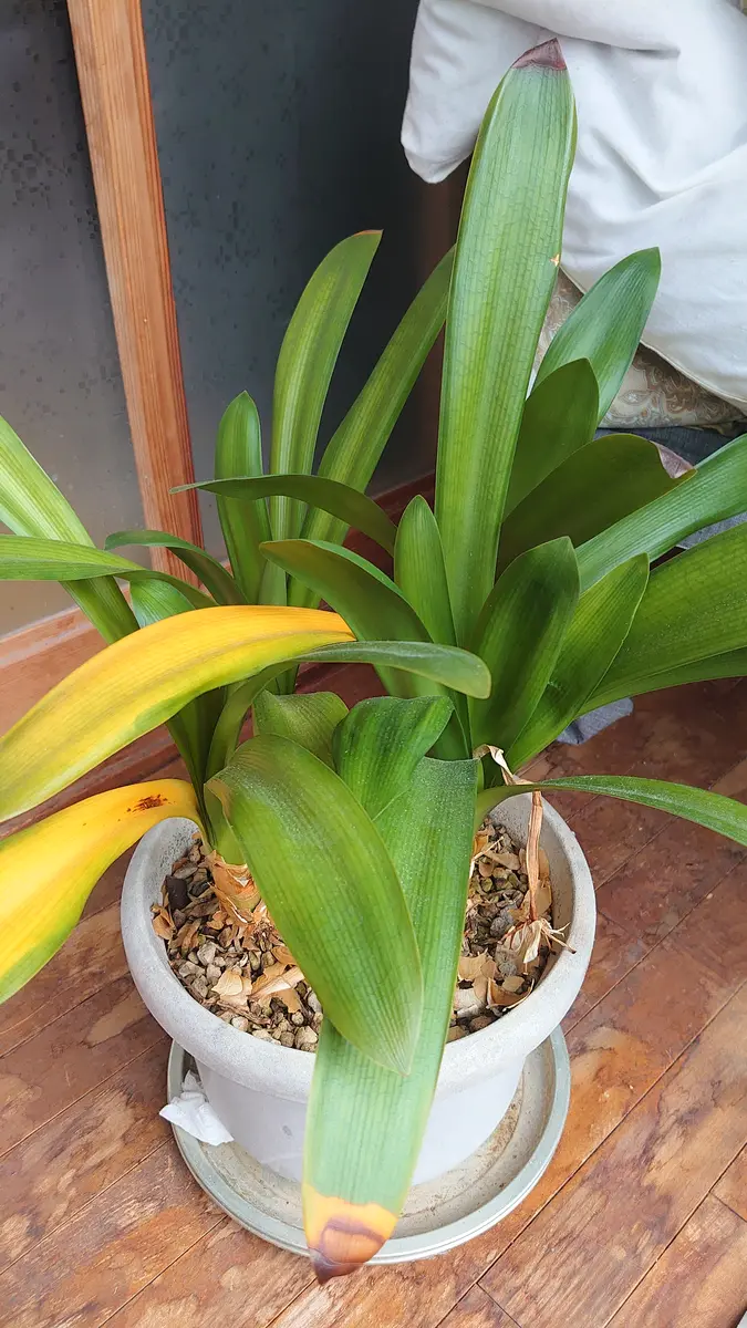 クンシランについて教えてください。福島県です。実家の廊下に