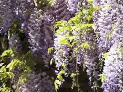 オランダ在住です。この冬に藤を植えようと思っています。壁が