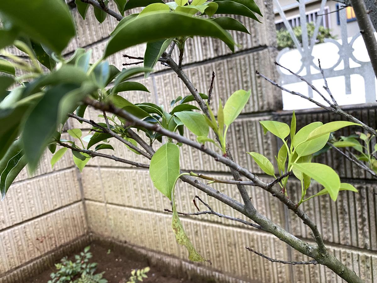 去年の11月に2メーターくらいのソヨゴを庭に植えてもらいました 