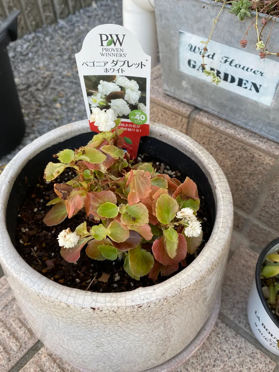 いつも、ありがとうございます。今回もよろしくお願いします