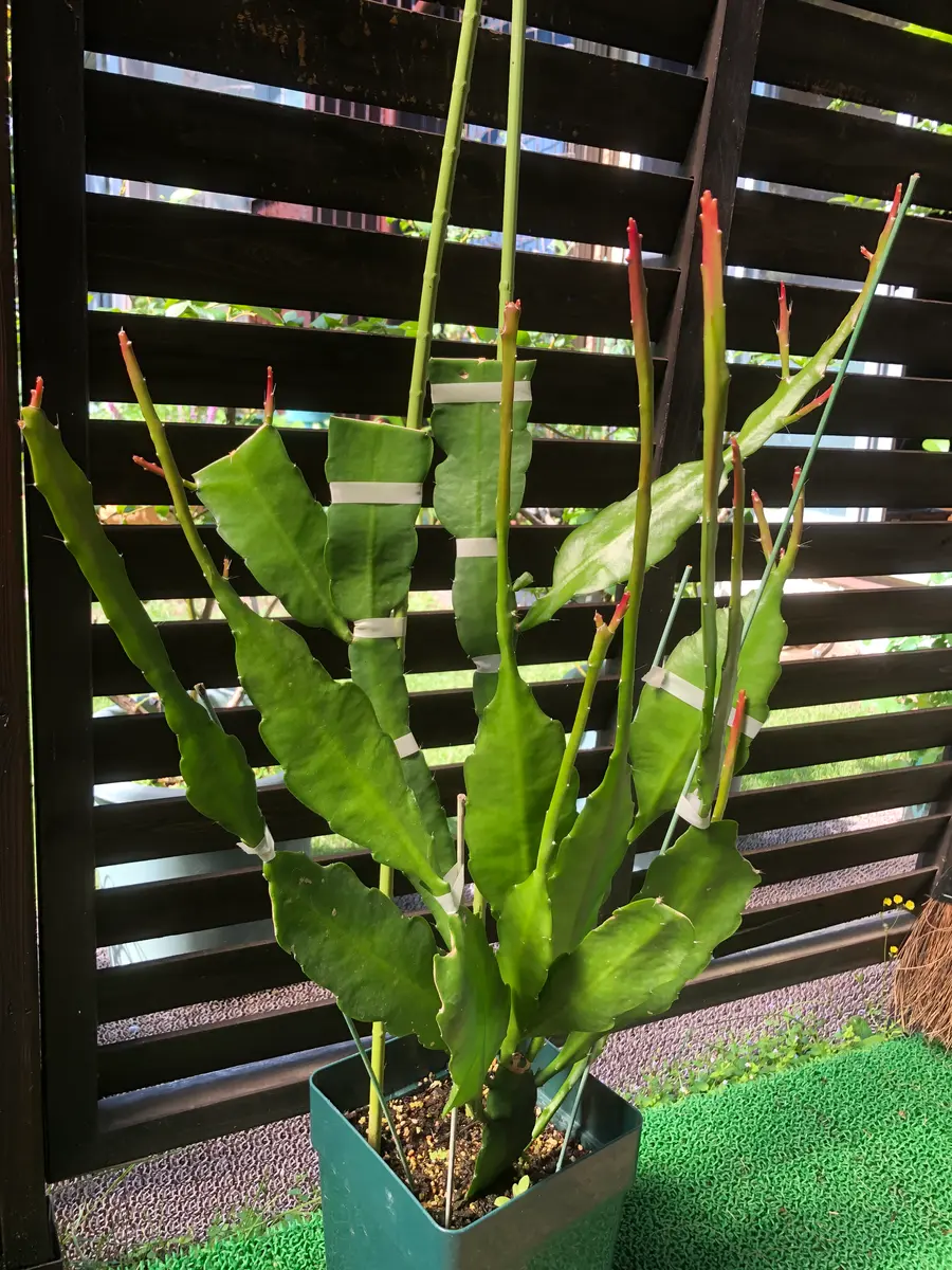 在庫処分セール テ 🦚孔雀サボテンです𓂃𓈒𓏸𑁍昨年6月🌿葉挿し木でここまで成長し サボテン