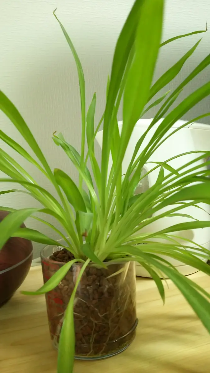 これはオリヅルランなのでしょうか？購入時には「オリヅルラン