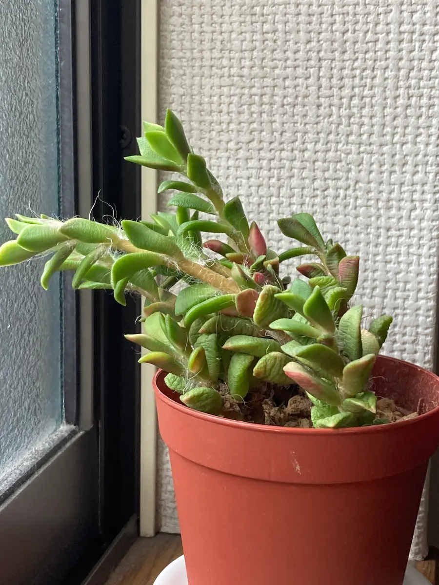 桜吹雪が項垂れてしまいました。原因が思い当たる人がいれば