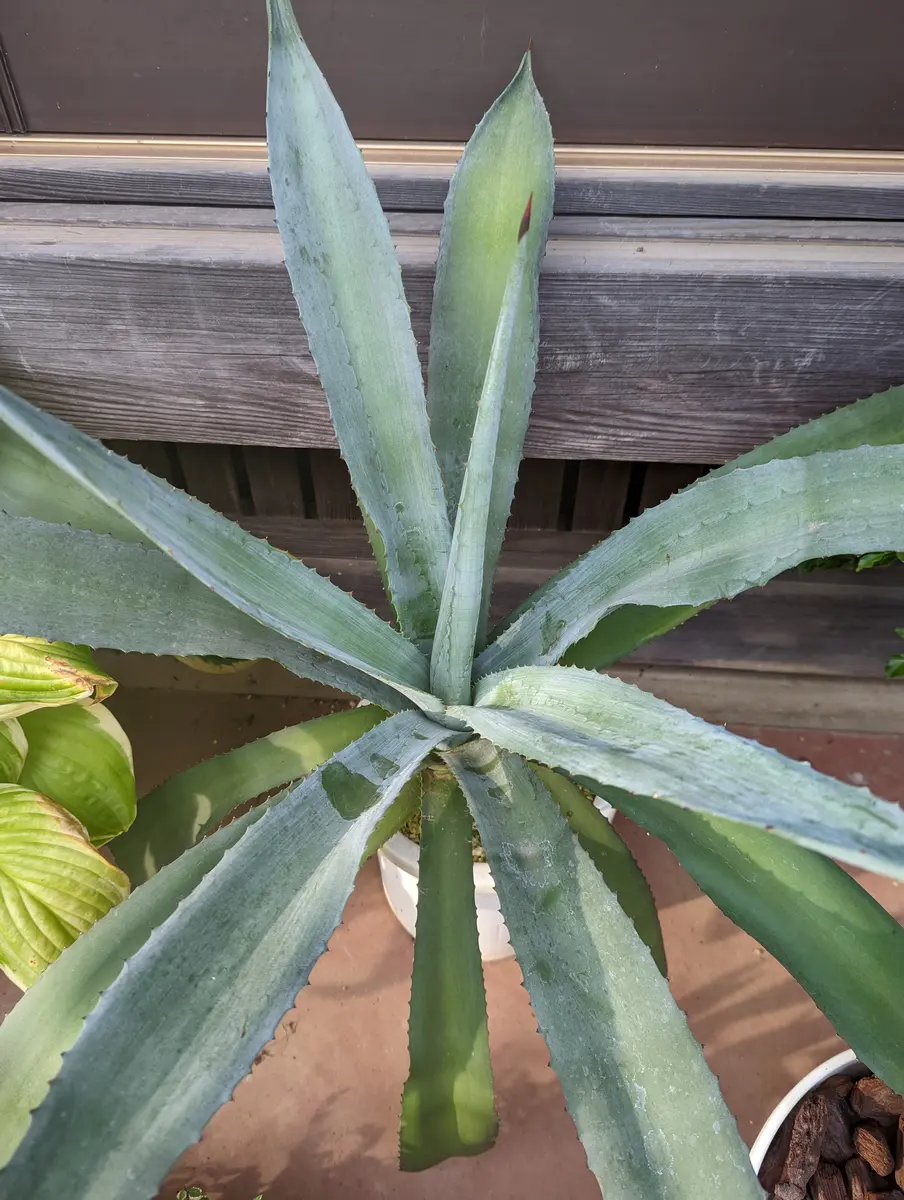 サボテン初心者です。実家で長い間放置されていたサボテンです