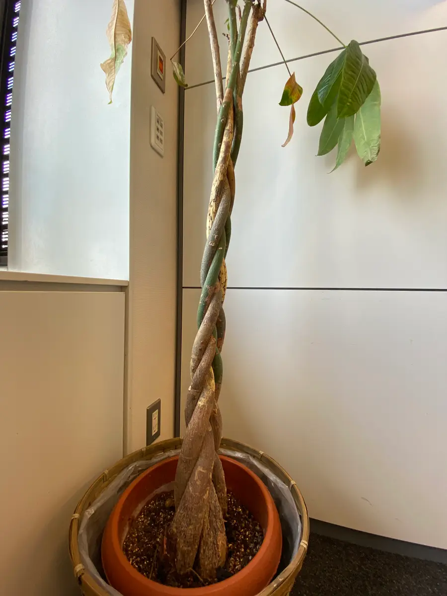 【超希少・特大サイズ✨】パキラ　編み込み175cmお部屋の主役に！ 超希少・特大サイズ✨】パキラ 編み込み175cmお部屋の主役に！