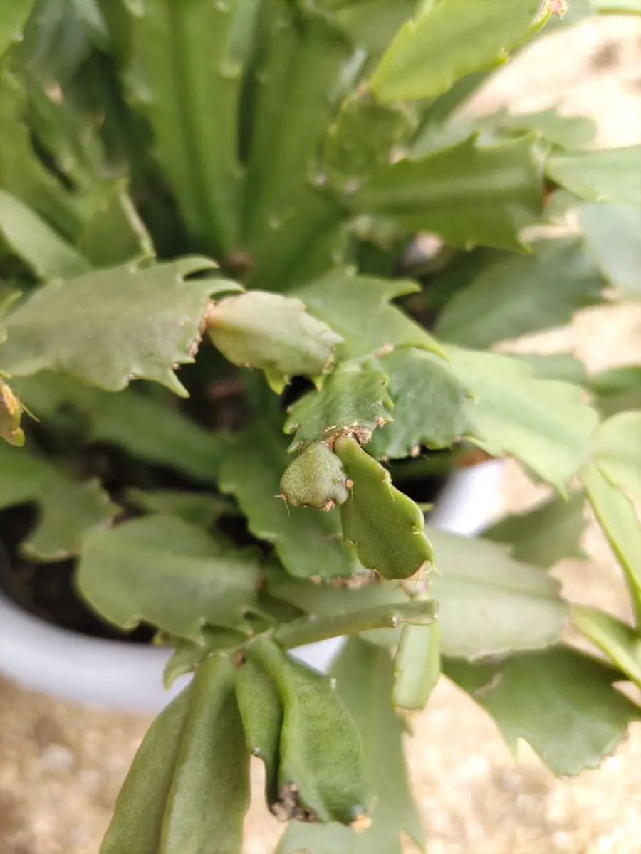 多肉植物 シャコバサボテン AN061 (葉挿し用.根が無し) 多肉植物