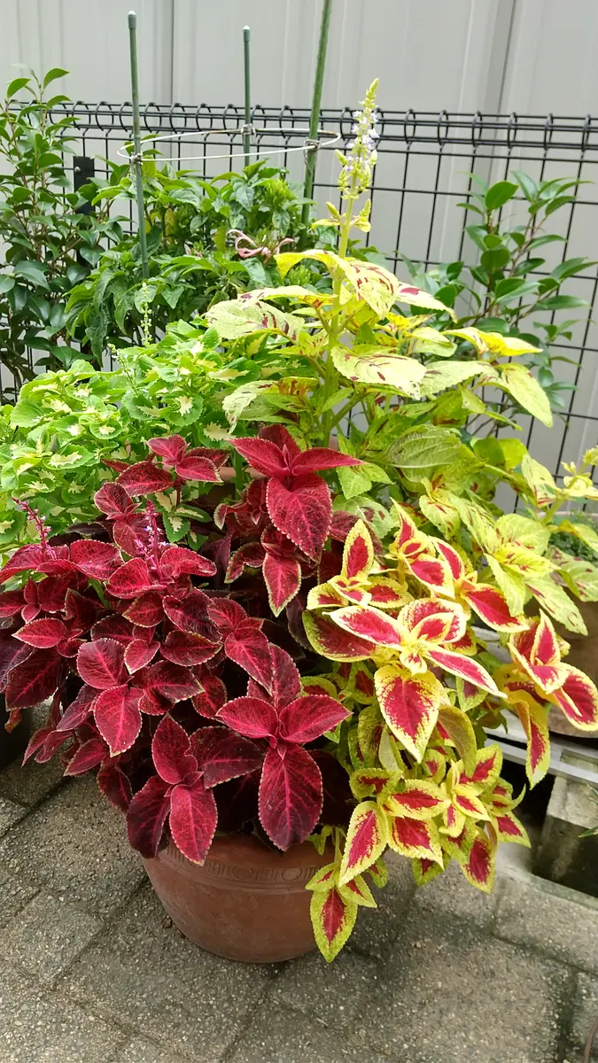 コリウスの冬越しの方法を教えて下さい挿し芽が良いのかな?｜園芸相談