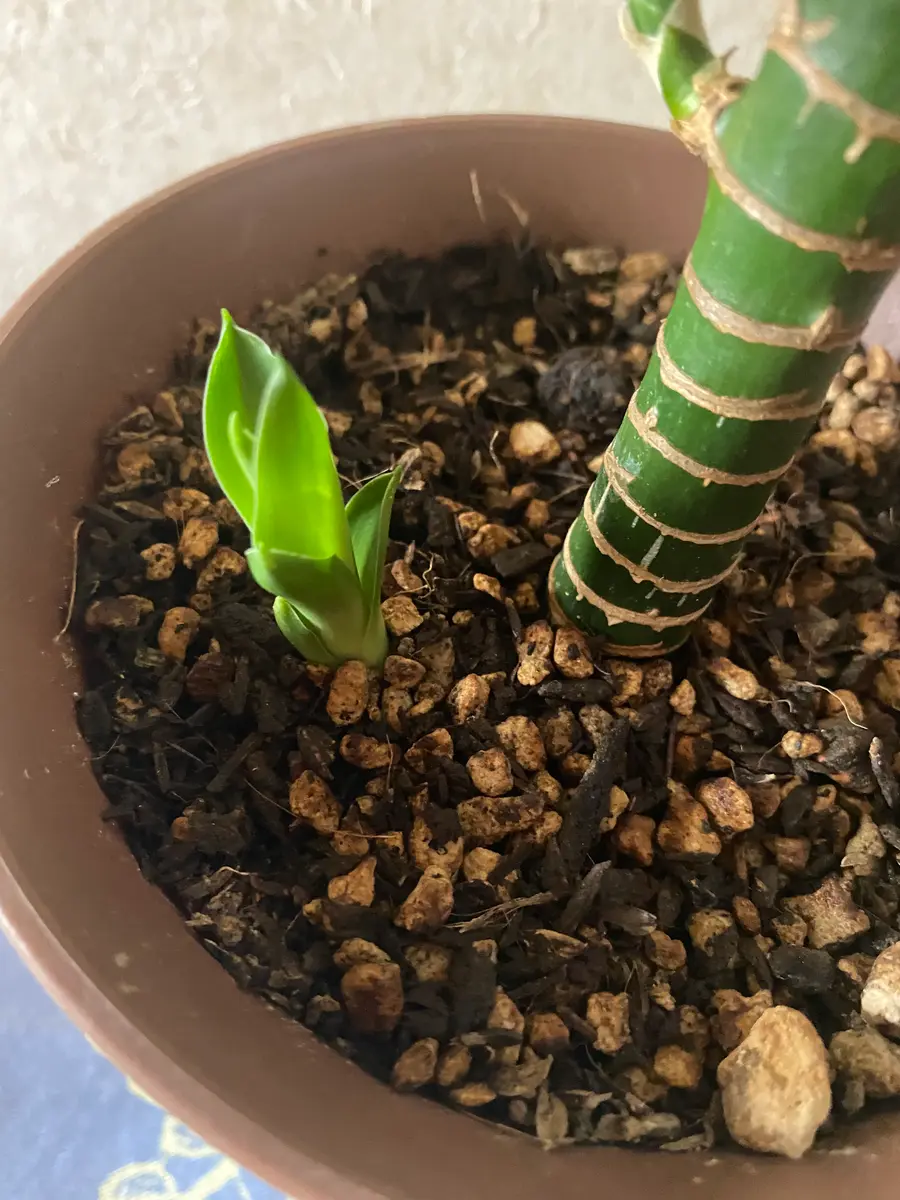 ユッカの樹です一昨年購入しました一度だけ植え替えました横｜園芸