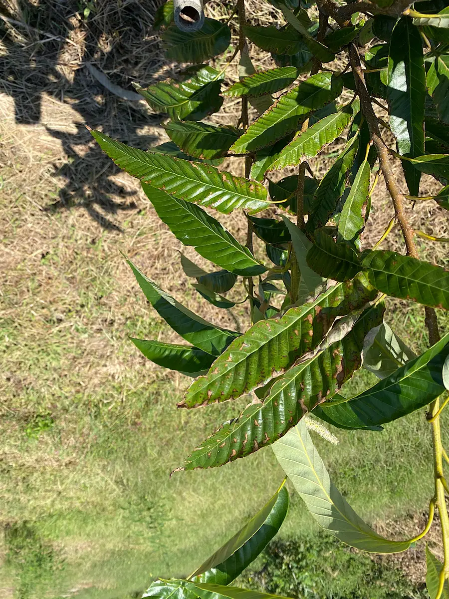 栗の木の様子が写真のとおりです。何か病気になっているのでし 