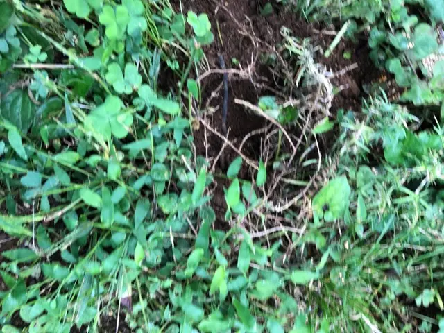 夜中に花壇や圃場を穴だらけにさてされてます。直径15センチほ