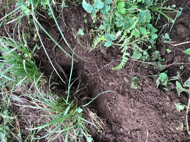 夜中に花壇や圃場を穴だらけにさてされてます。直径15センチほ