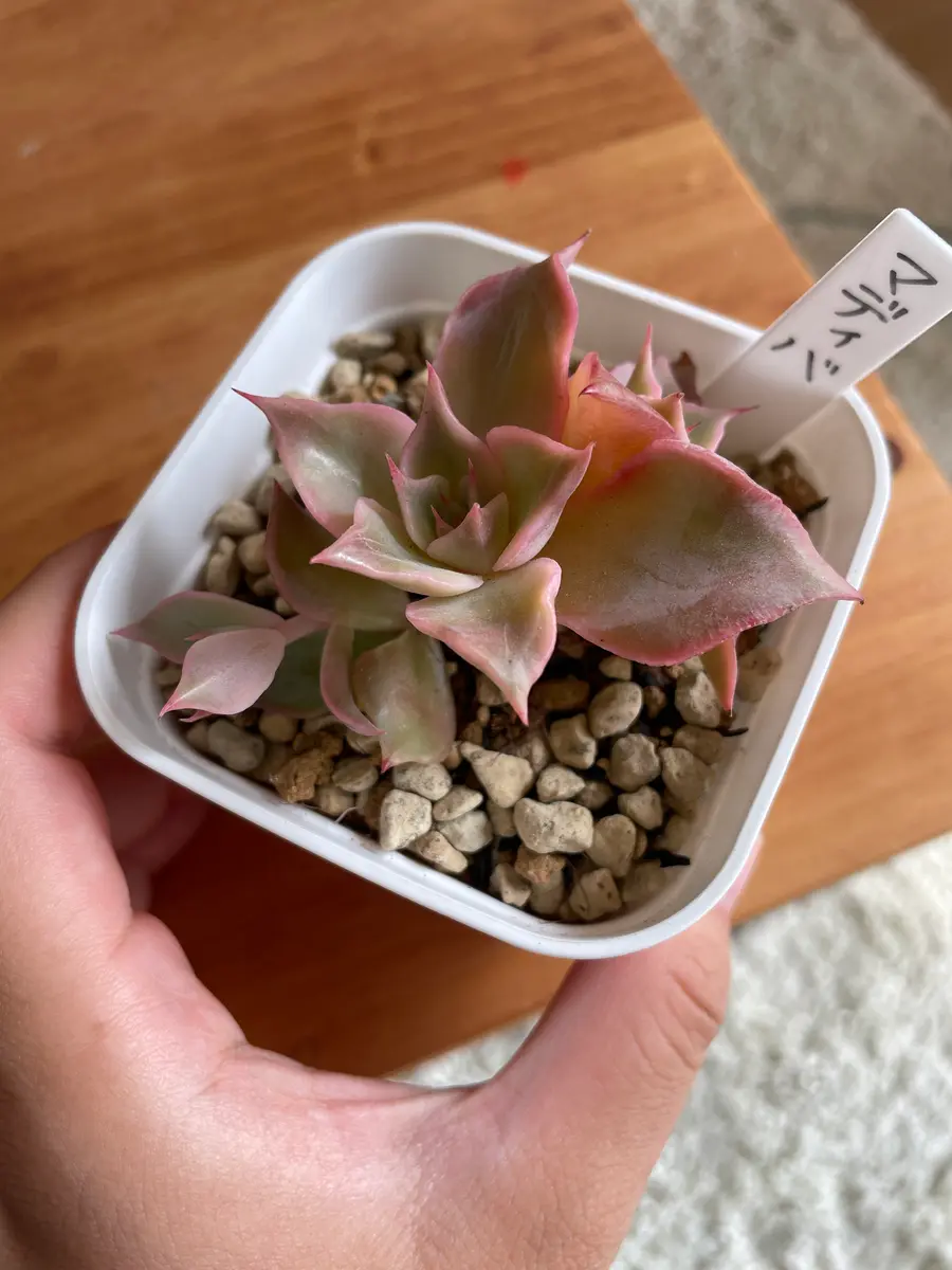 多肉植物のマディバですが、数日前まで元気でしたが、今日見た