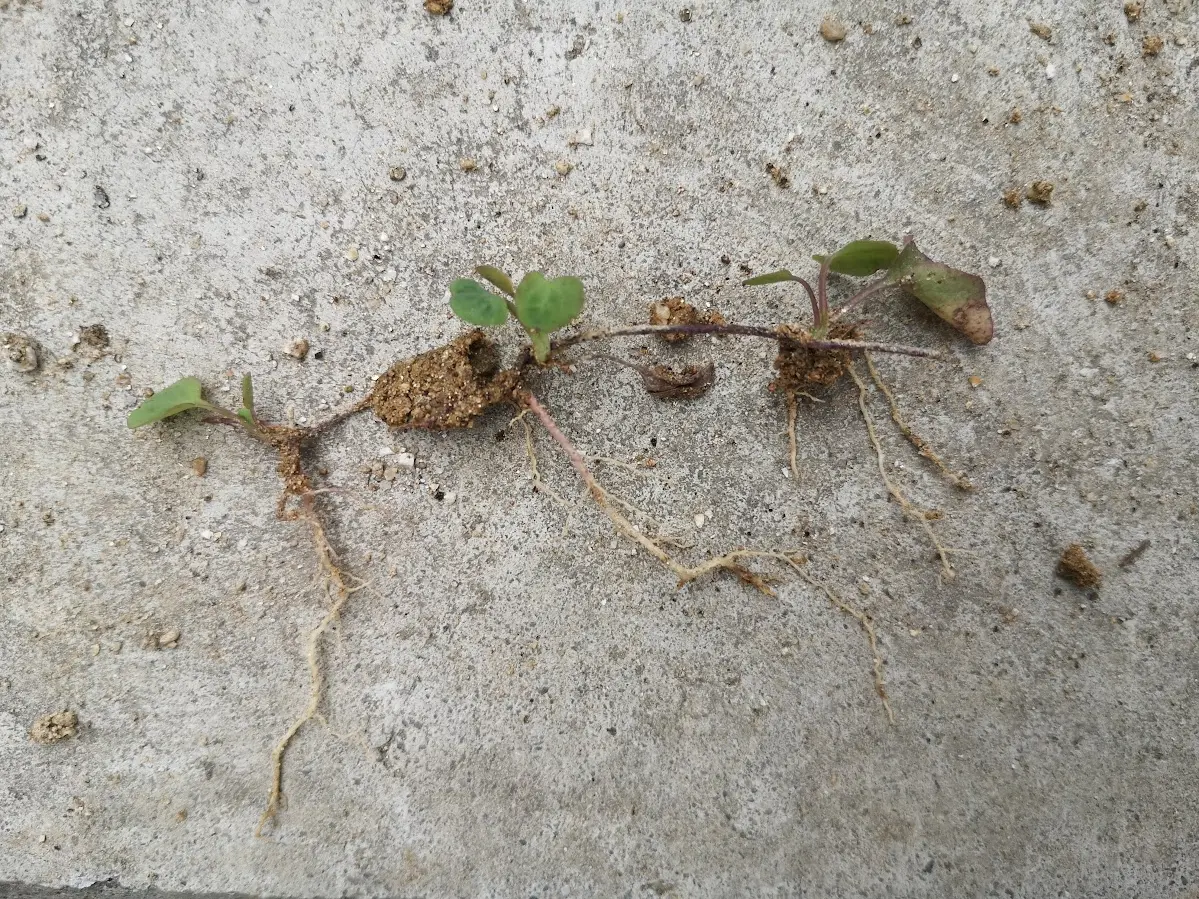 雑草だと思うのですが、除去が難しく困っています。柔らかい匍