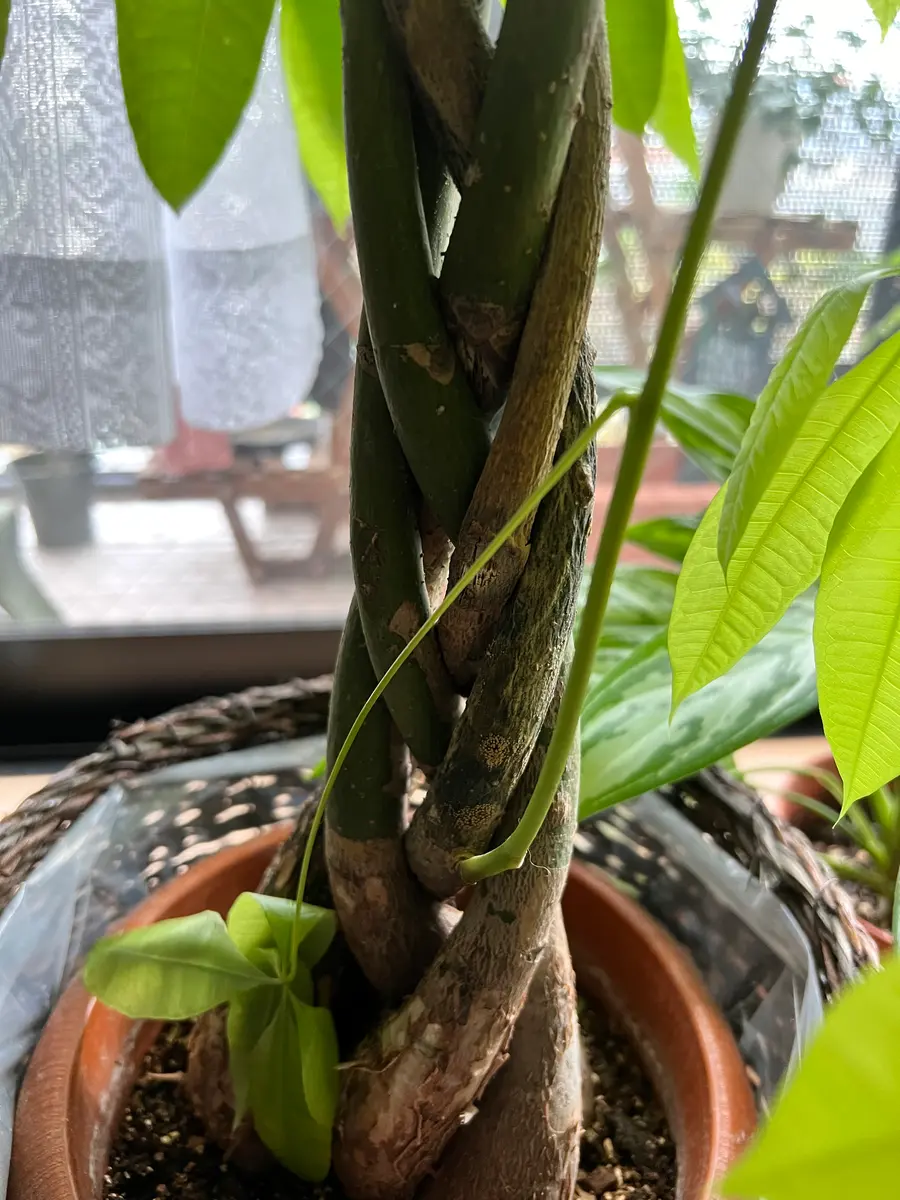 驚きの値段 観葉植物 ねじれた幹 約1.5メートル（観葉植物 ねじれた幹 約1.5 その他観葉植物