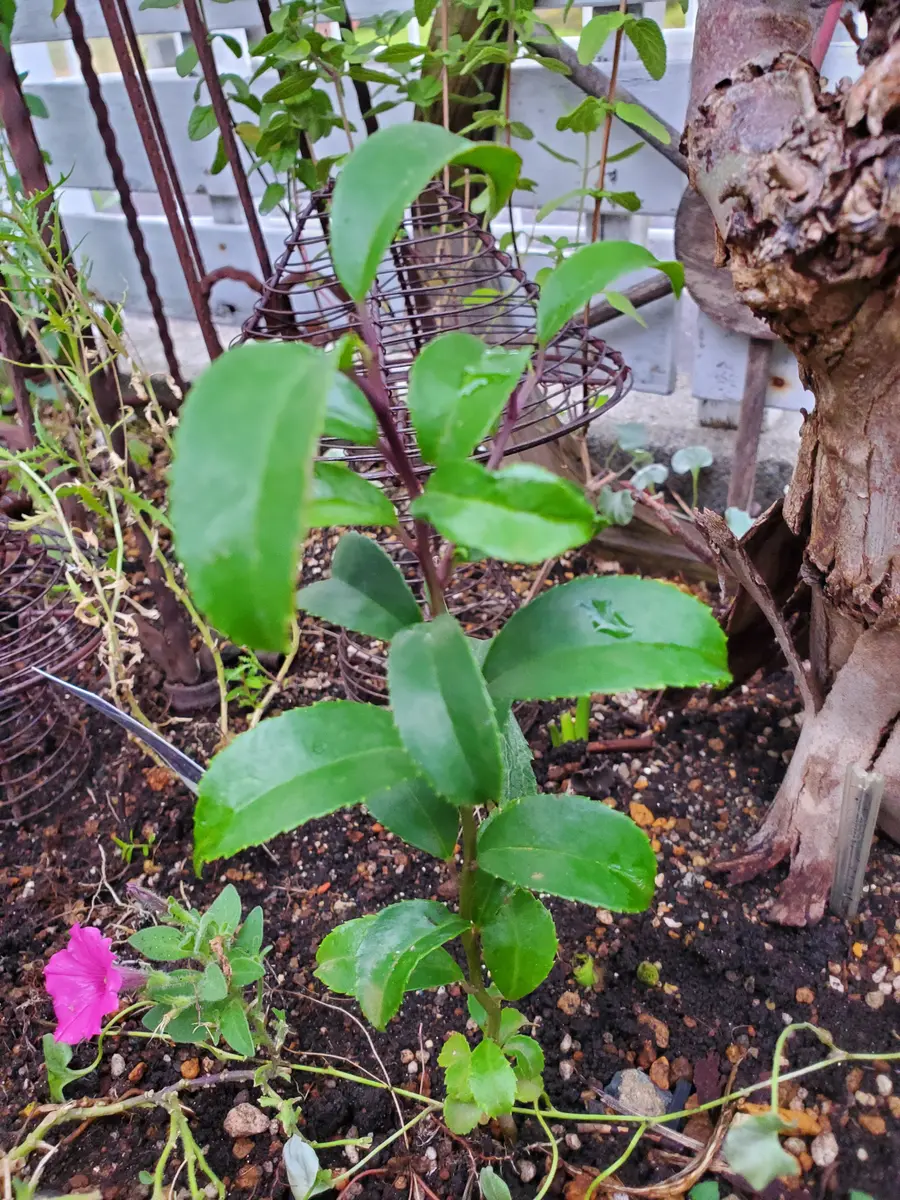 気がつけば花壇で植えた覚えのない植物がありました。葉っぱが