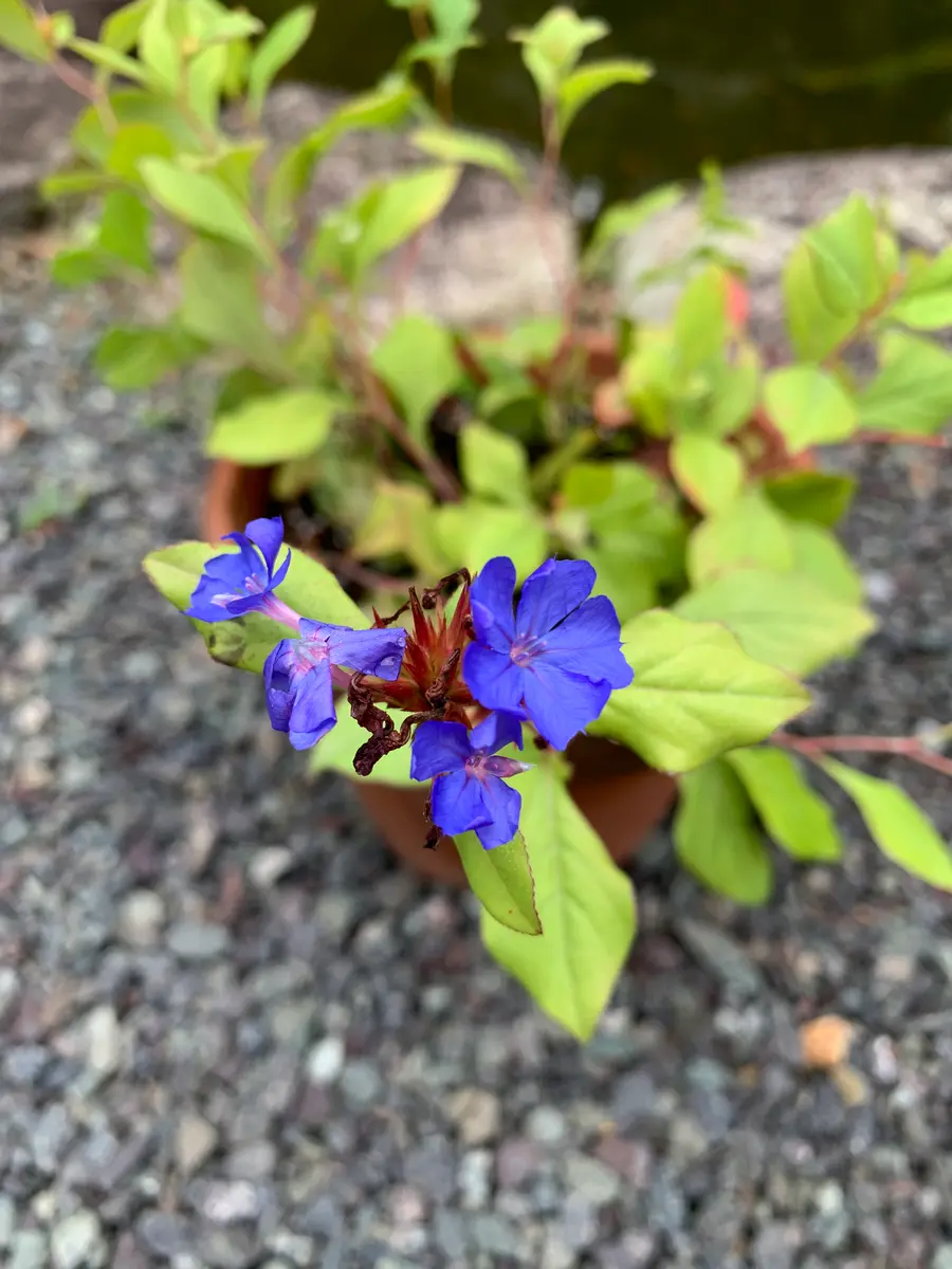 教えてください。先週、株分けしていただき、とりあえず鉢に植