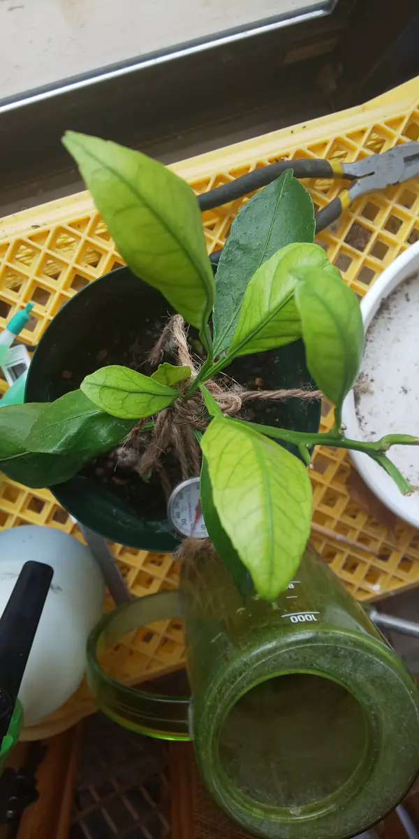 金柑の葉　確認用 葉と枝による樹木検索図鑑－葉の解説－キンカン