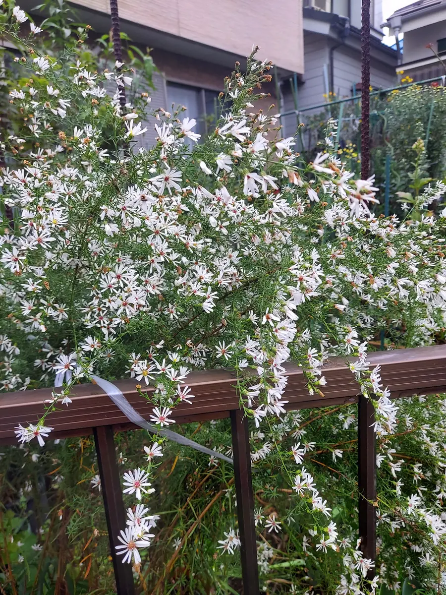 アルヴァ・スノル作 白い花