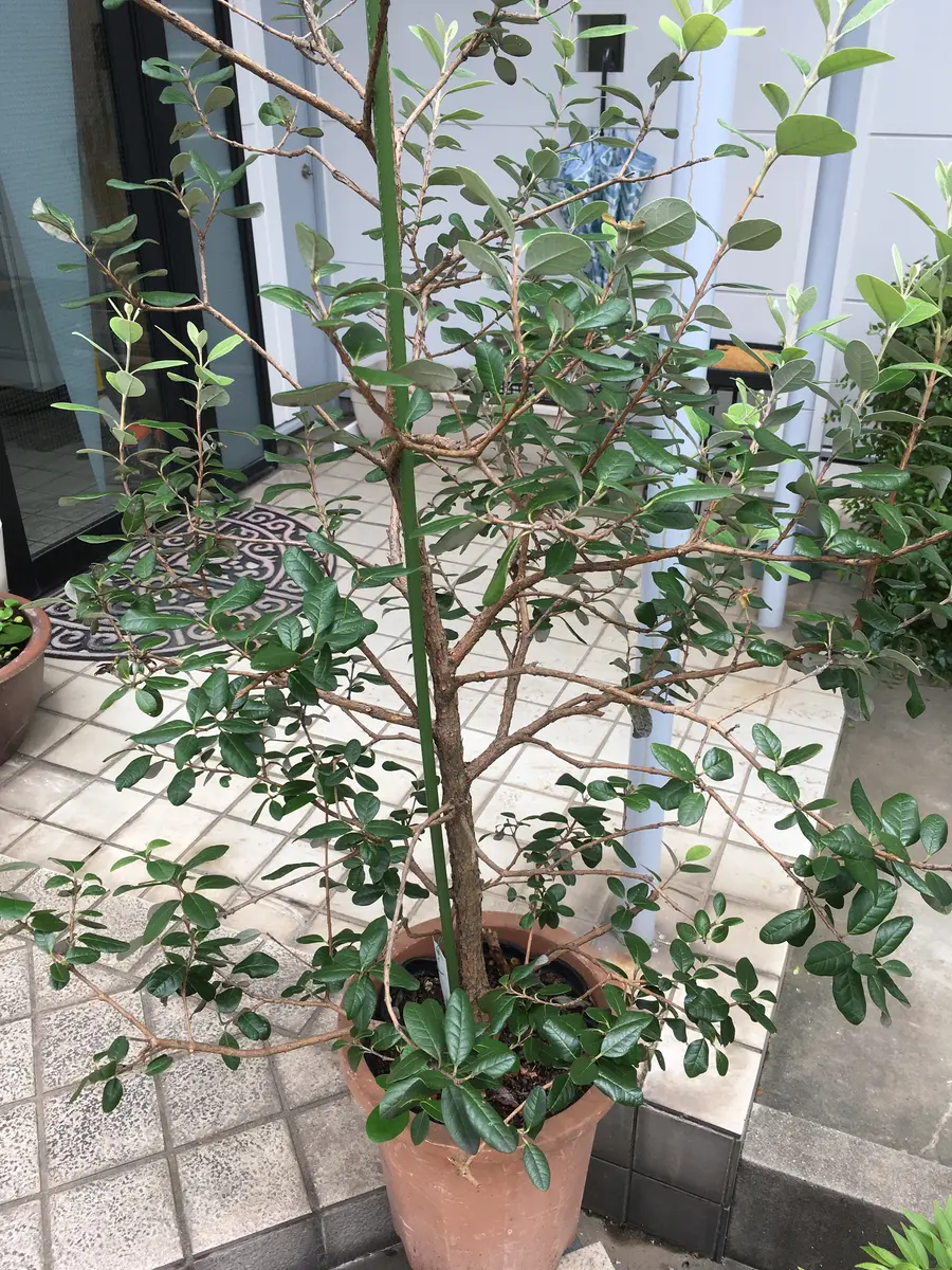 フェイジョアの木を世話ができないと知人からもらいました。鉢