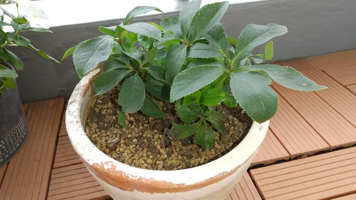 クリスマスローズの背が低く、中心に根の塊？のようなものがあ