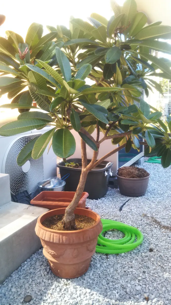 引き取り限定　プルメリア 観葉植物　特大 園芸初心者です。いただいたプルメリアが今年やっとキレイな花