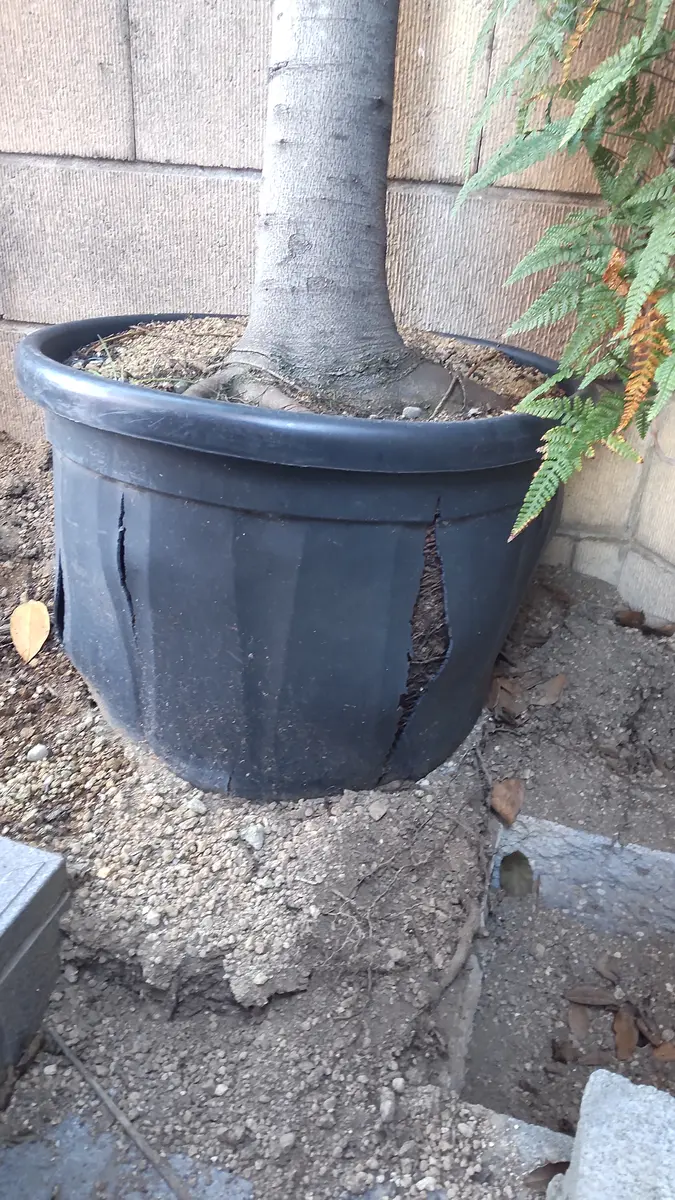 鉢植えの月桂樹なんですが、夏のはじめぐらいから鉢が割れてき