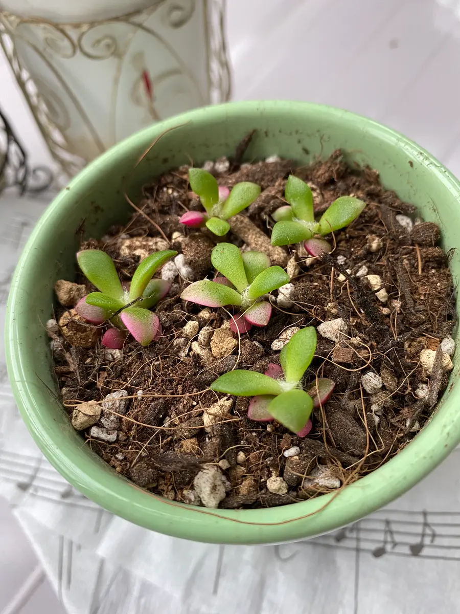 先日、メルカリで、「桜吹雪」を購入しました。届くのを待って