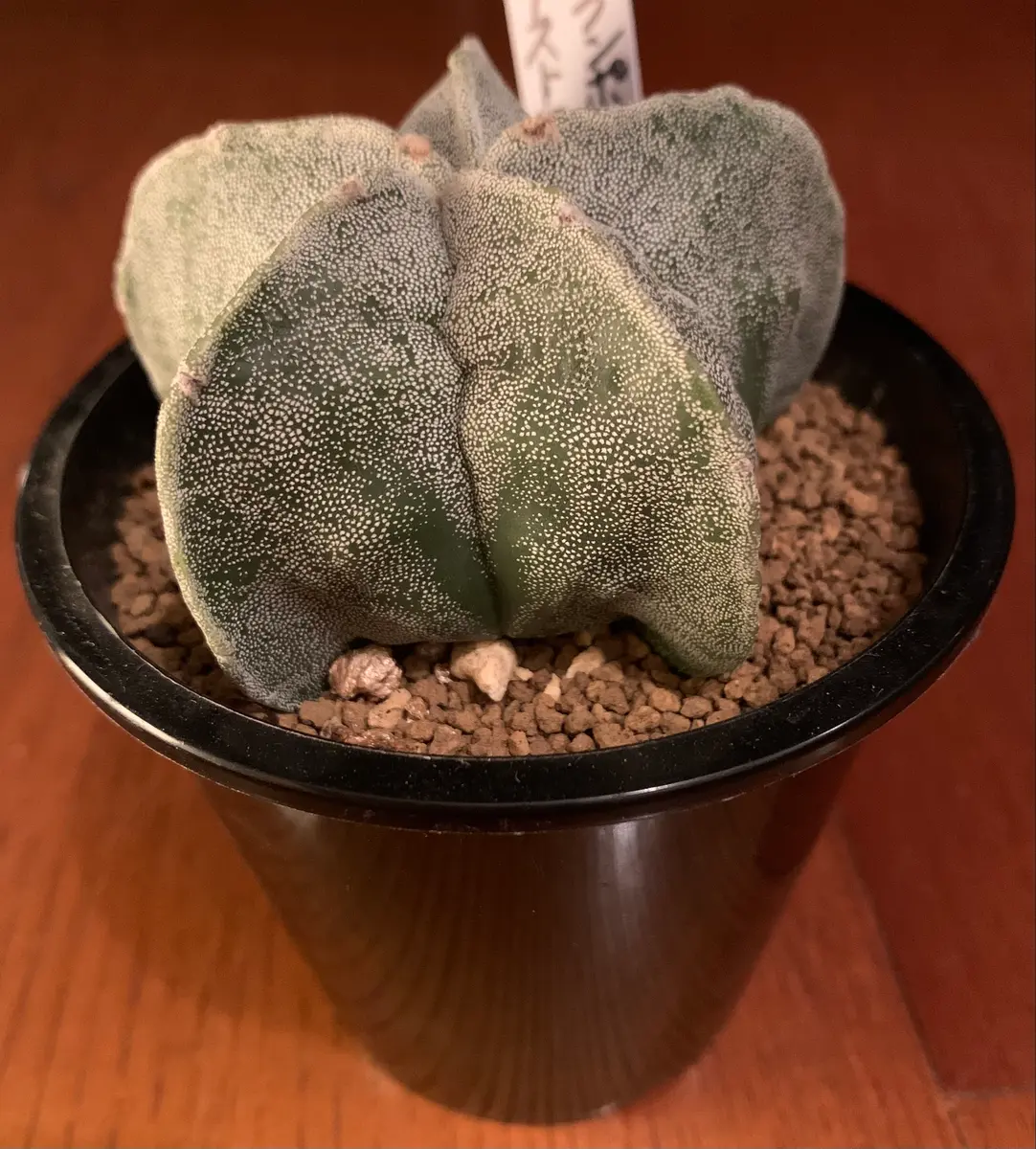 皆さん、教えてください。サボテン初心者で、どうしても水や｜園芸