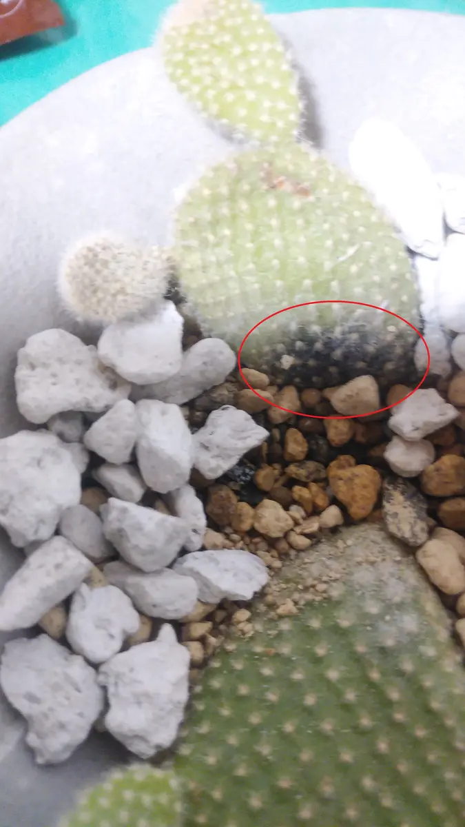 世界の奇妙な植物たち [5.バニーカクタス]【 ネコポス不可 煎じ 】【C】 