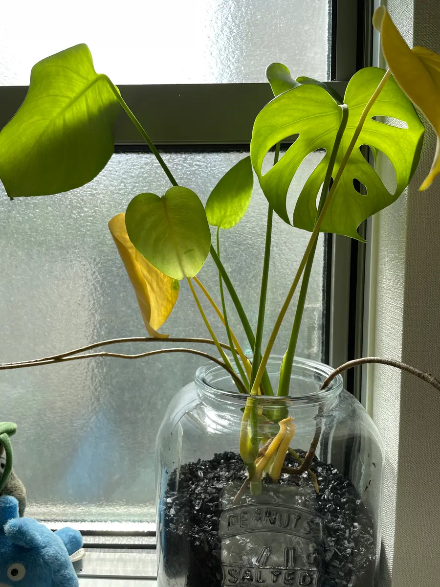 2年ほど前に購入した炭ハイドロのモンステラ。葉が増え大きく
