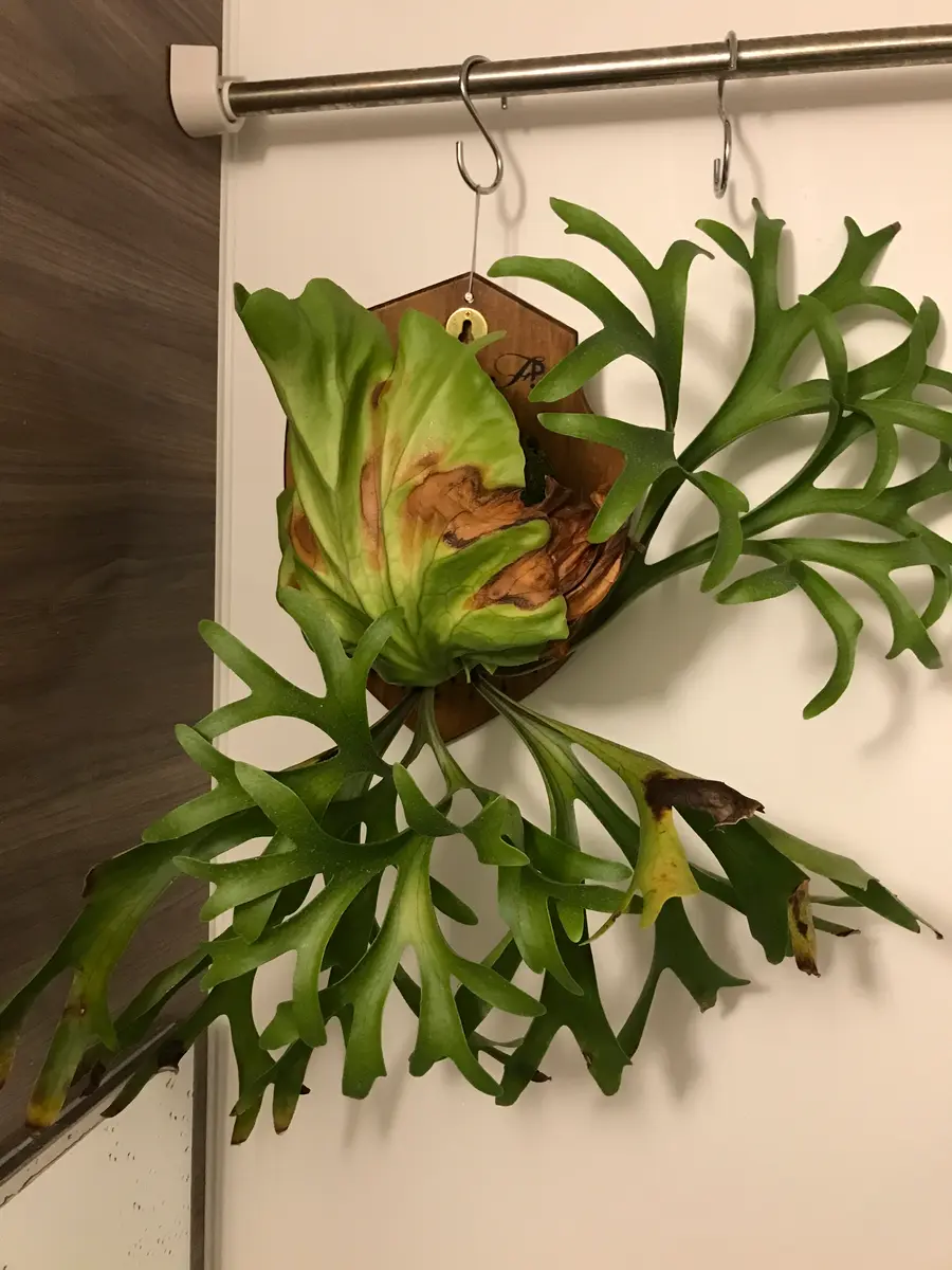 ビカクシダ キッチャクード Platycerium kitshakood 大株 観葉植物