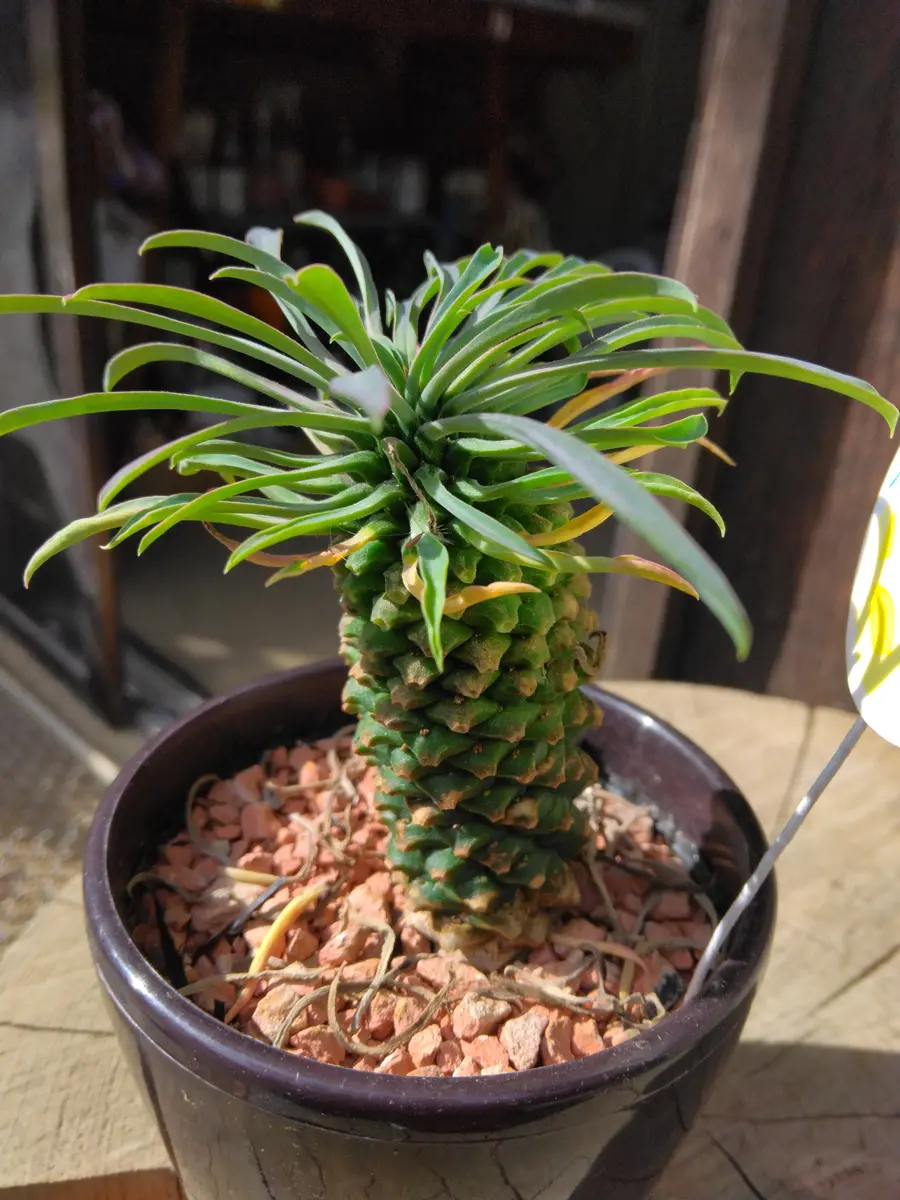 多肉植物^o^  パイナップルコーン ユーフォルビア ソテツキリン（パイナップルコーン）の育て方