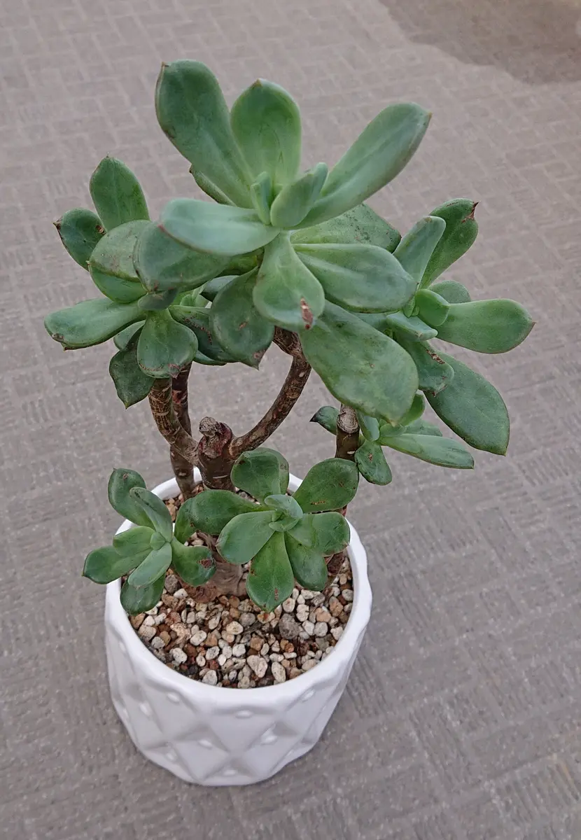 こちら札落ちした多肉植物をお安くかってきました。すごく枝も