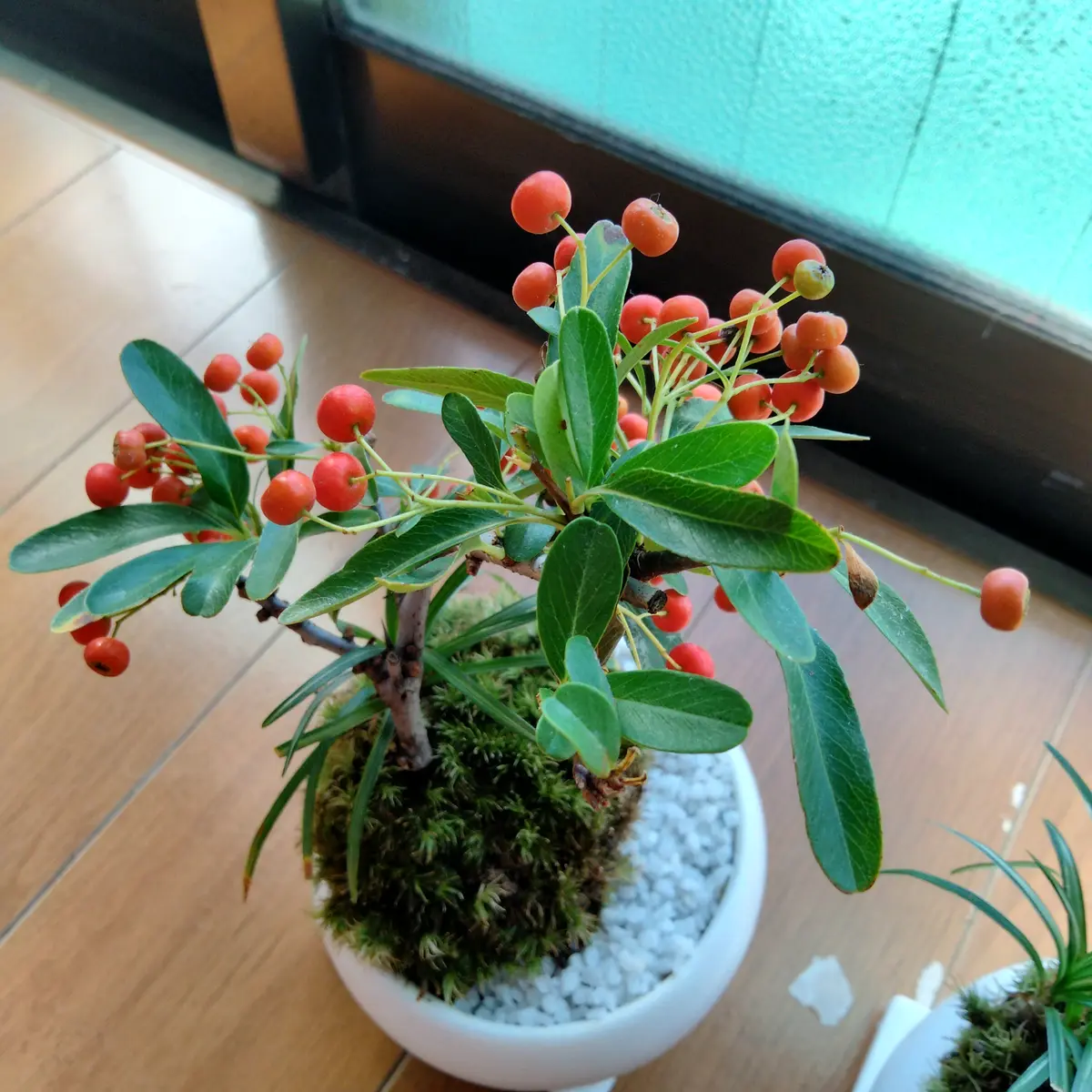 ピラカンサ（盆栽）かなり古い ピラカンサ（盆栽）かなり古い