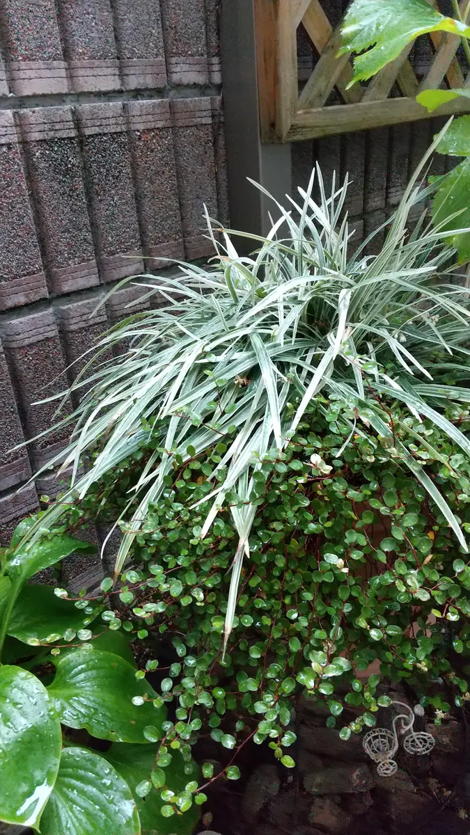 お世話になります寄せ植え用にと買って3、4年になります。株｜園芸