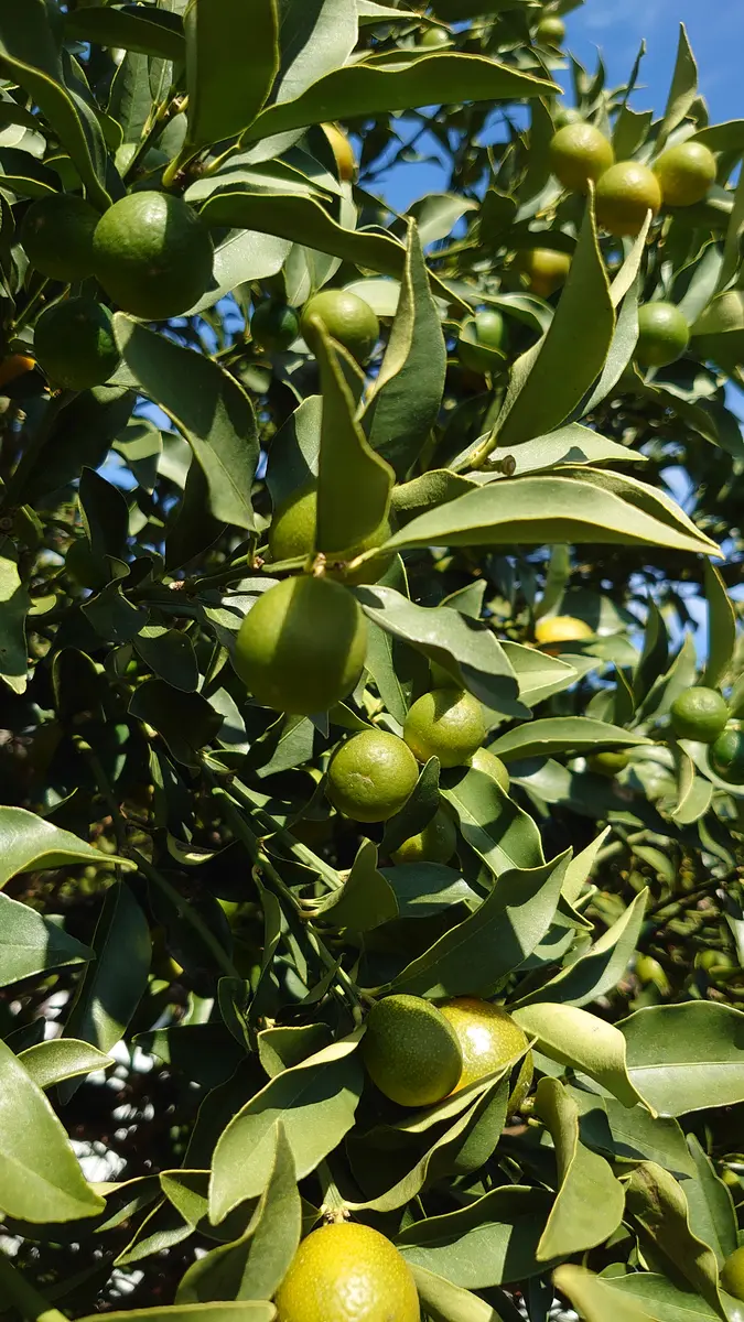 こんにちは。金柑の木について教えて下さい。庭に毎年沢山の実