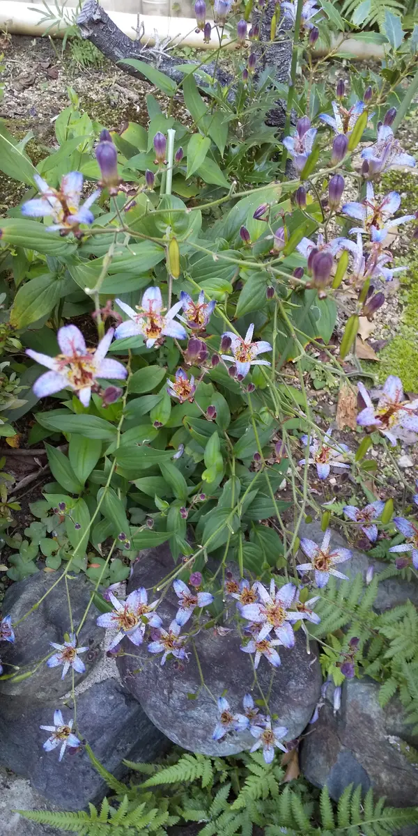 ホトトギスを昨シーズン株分けして地植えにしたのが綺麗に咲き
