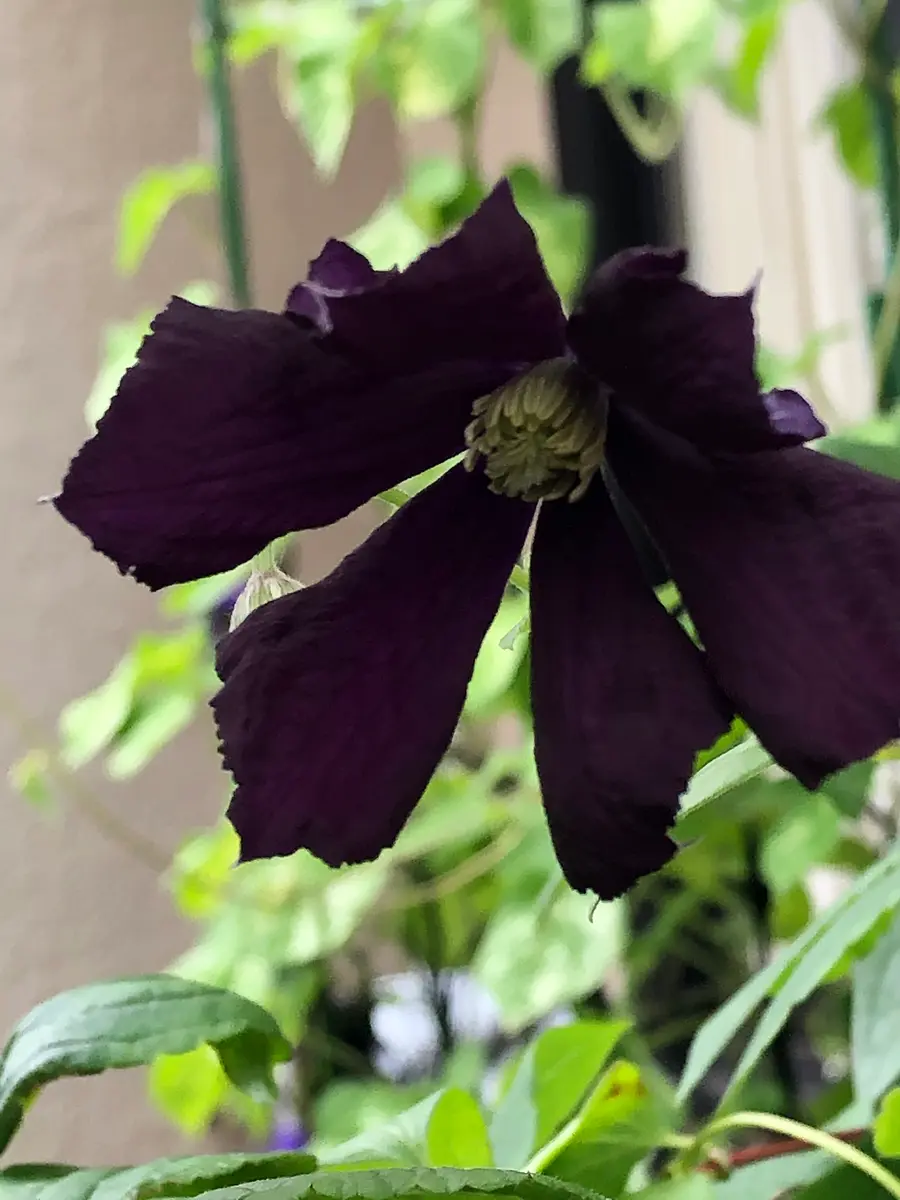 今年の春にクレマチスを植え、今月紫の花がたくさん咲きました 