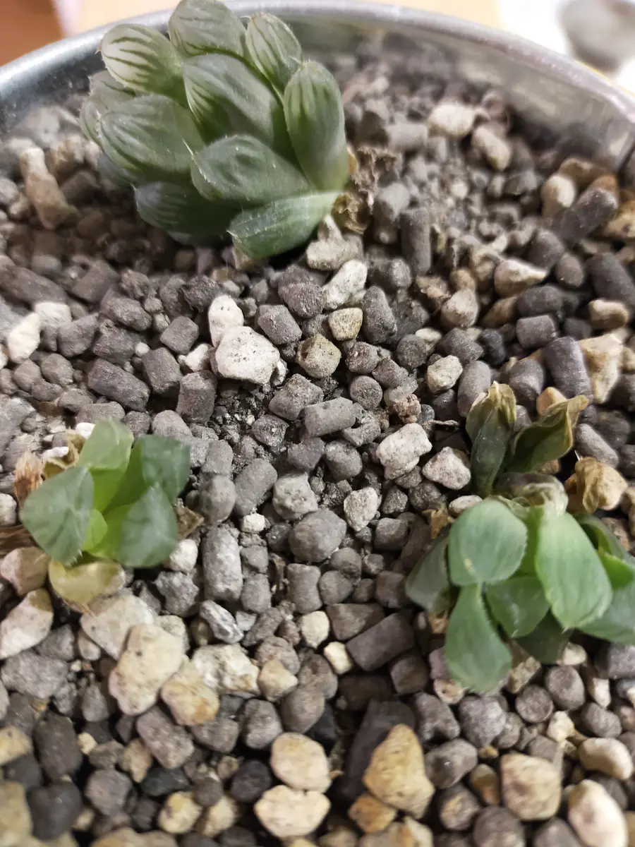 カット苗で購入した多肉植物のオブツーサが、根も出ず、次第に カット苗で購入した多肉植物のオブツーサが、根も出ず、次第に