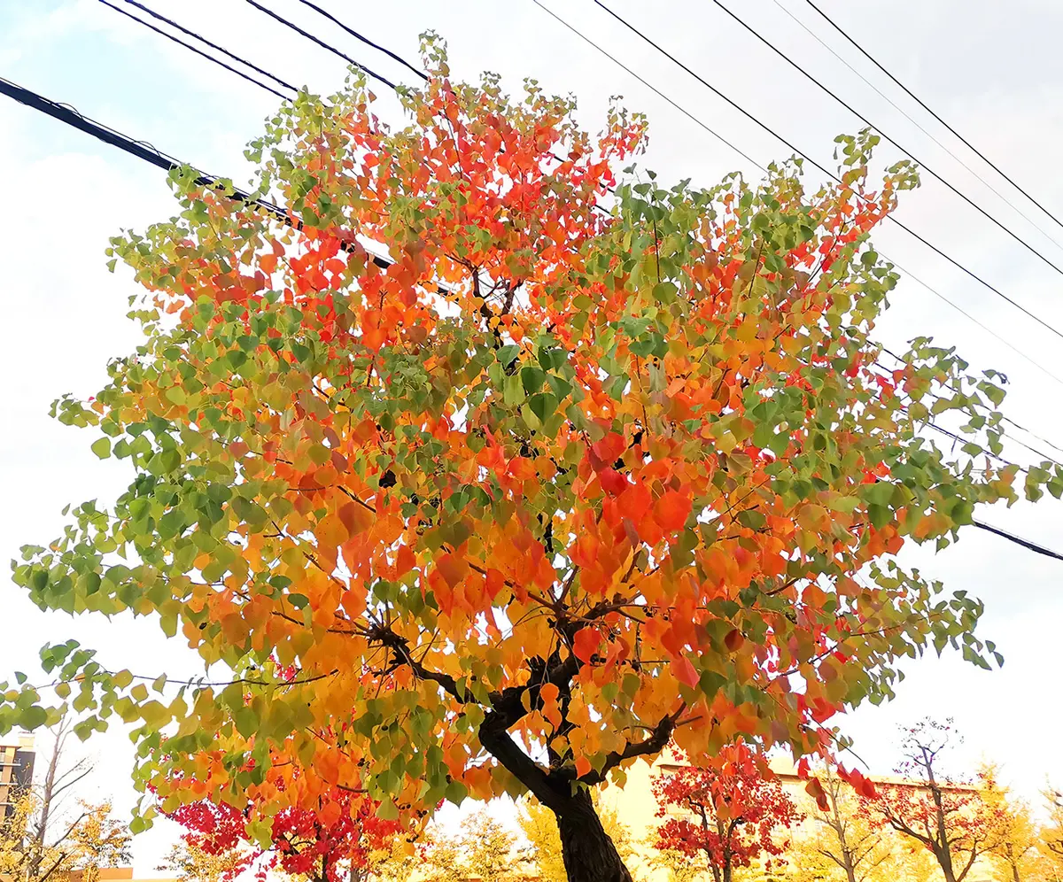 古布の紅葉のヒイラギナンテンのアップリケ　大きなサイズ 紅葉を楽しめる植栽その2 紅葉プラスアルファの楽しみのある庭木