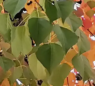 色合いが3色に変化している綺麗な紅葉があったのですが、これ