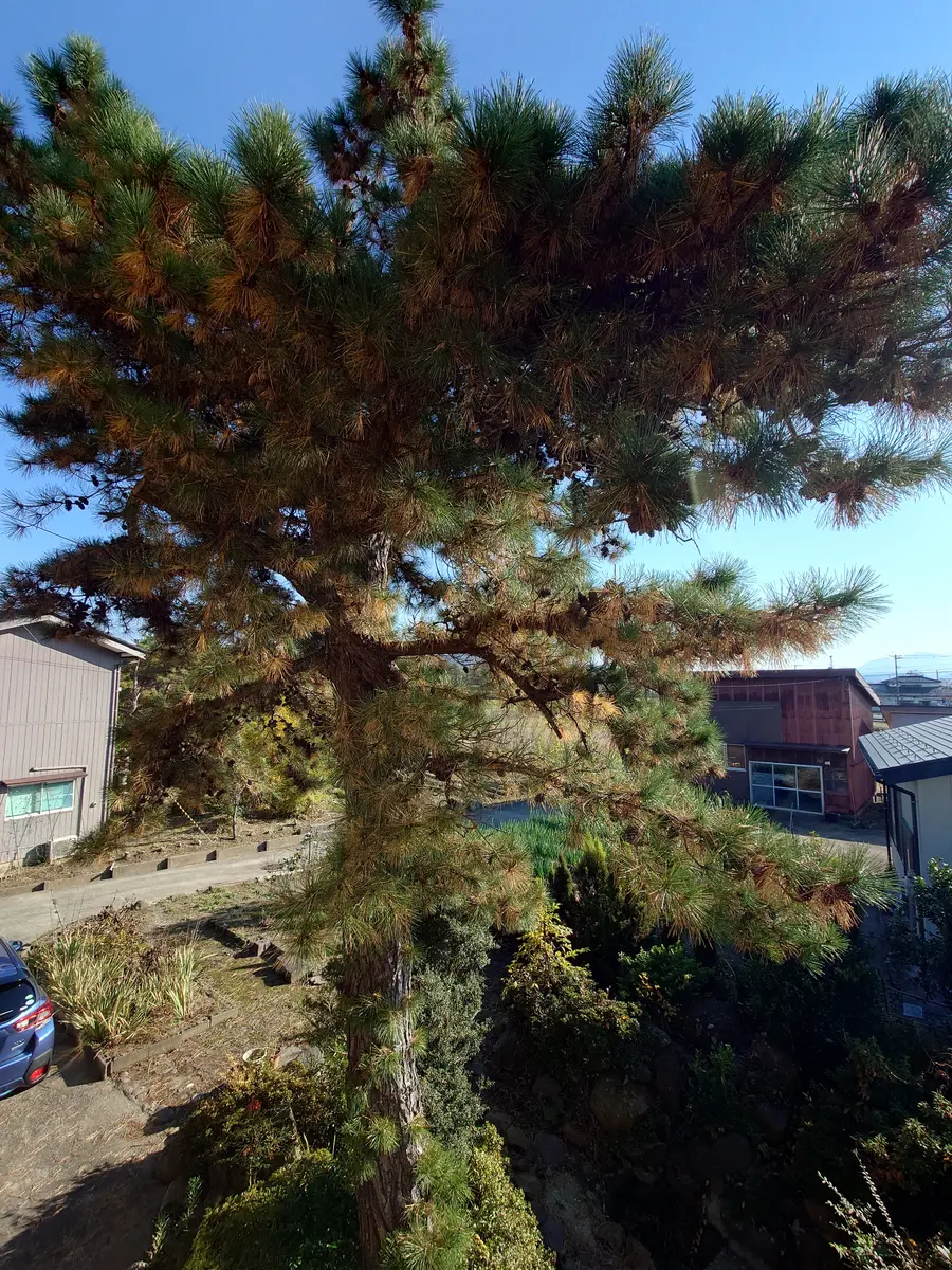 レア 三葉松 実生林 三鈷の松 株立 サンコノマツ 白松