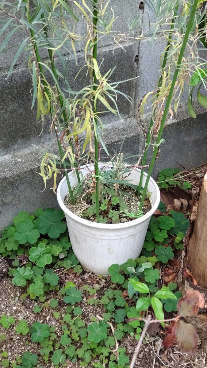 夏前に苗を購入して、鉢植えで大きくなった宿根かすみ草です