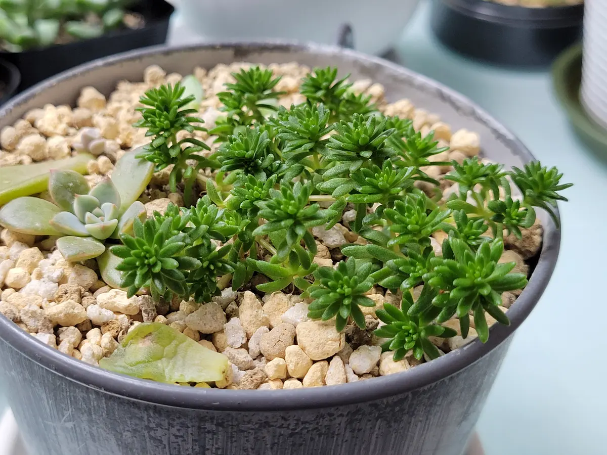 MIXセダムセット | とげとげハウス 多肉植物 もりもりセダムセット