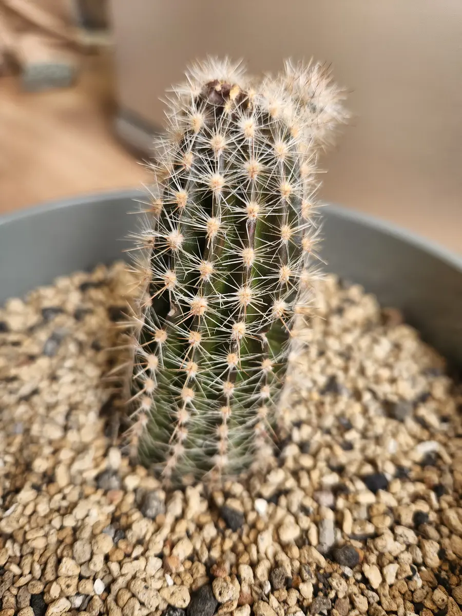 サボテンが変色してしまいました。ずっと室内で育てていたので